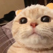 美的空调承太郎