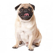 MR_MOPS