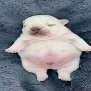 muielagrase - steam id 76561198363985564