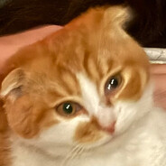 maximus