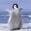 jenguin26