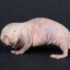 Rat