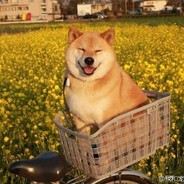 大黄疯