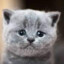 SAD CAT