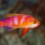 Pseudanthias