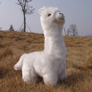 青藏种马草泥马