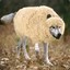 My name&#039;s Sheep
