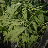 Захар крамбл куки