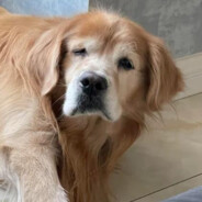 Эль пл'атано