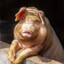 Avatar of player PIPSTA