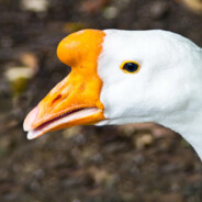 goose