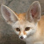 fennec