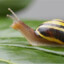 Fast snail