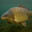FishyFlaver