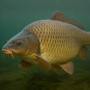 FishyFlaver