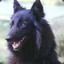 LOBO BUENO
