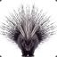 porcupine