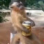 macaquinho