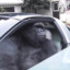 Gorilla in a fucking coupe