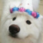 Samoyed