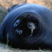 想呕卡第没谁吃