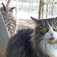 屌小精悍中出成龙