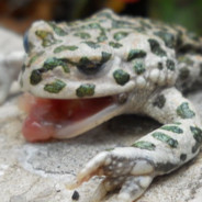 The Real Mario Judah