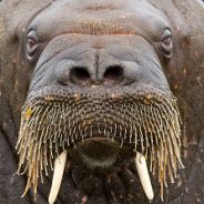 The MildWalrus