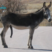 donkey