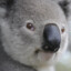 El koala ta&#039; furioso