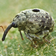 Evil Bug