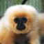 Gibbon