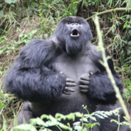 BeefyGorilla