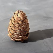 ЗамПоТылуШишкин