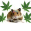 weed hamster