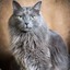 Nebelung