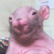 rat