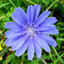 chicory