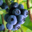 Blueberry