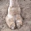 CamelToe