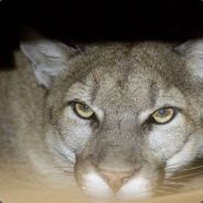 cougar