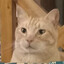 Avatar of Zapallo