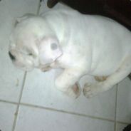 Pervers0 - steam id 76561197988336959