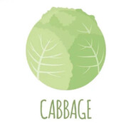 Cabbage