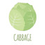 Cabbage