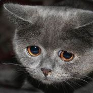 Sad meow is sad