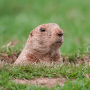 Gopher