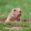 Gopher
