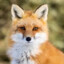firefox