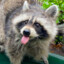 TrashPanda